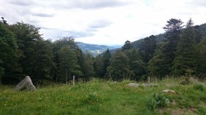 DSC 0717